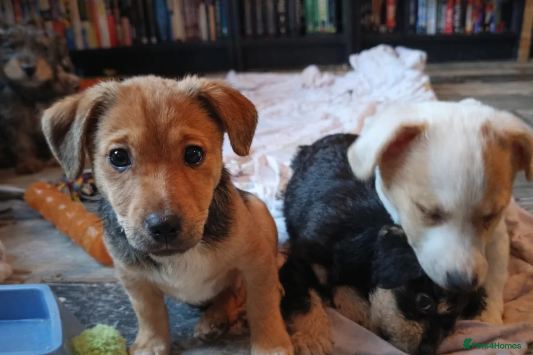 Mixed Breed dogs for sale: Healthy, Happy Puppies Available - Advert 13