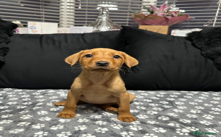 Labrador Retriever dogs - Advert 2