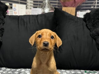 Labrador Retriever dogs - Advert 25