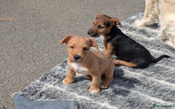 Lakeland Terrier dogs for sale: Beautiful Lakeland Terrier pups for sale  - Image 1