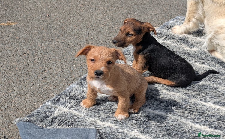 Lakeland Terrier dogs - Advert 1