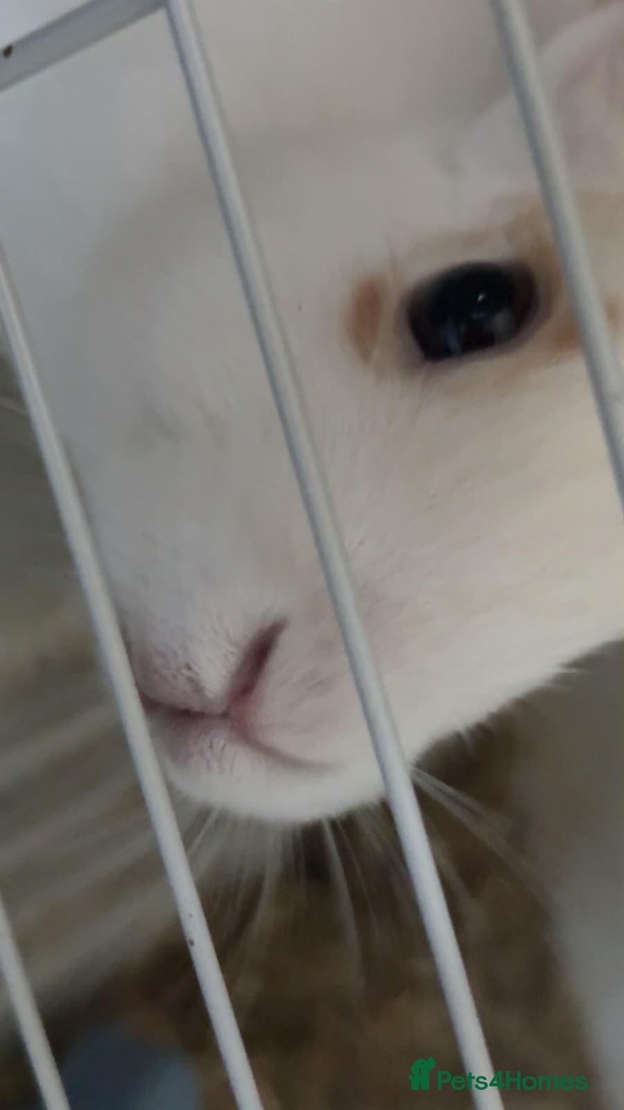 Dutch rabbits 3-4 months old with or without cage: Jane-Doe - Advert 2