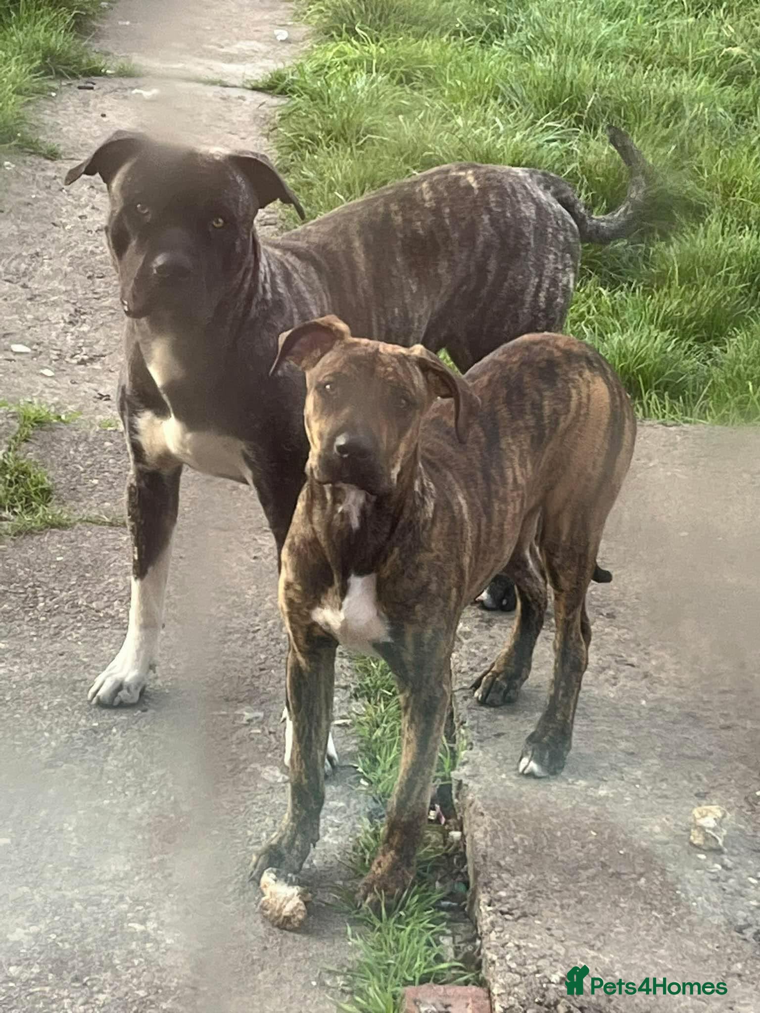 Presa Canario dogs for sale: 3 year old presa for sale  - Advert 1