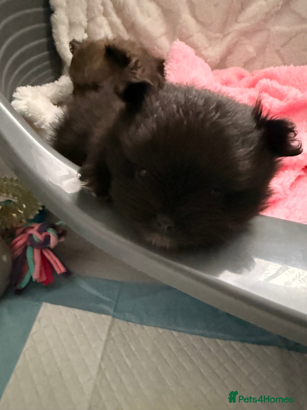 Pomeranian dogs for sale: Tiny Pomeranians - only boy left  - Advert 5