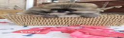 Pomeranian dogs for sale: Adorable Pomeranian Puppies for Sale  in Tamworth - Advert 35