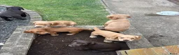 Cocker Spaniel dogs for sale: Kc registered working cocker spaniels - Advert 7