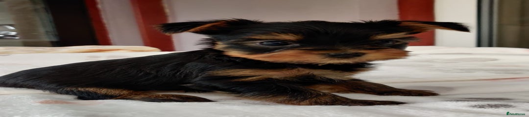 Yorkshire Terrier Puppy 1