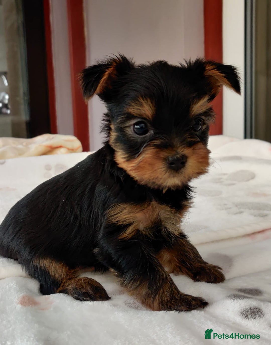 Yorkshire Terrier dogs for sale:  1 girl+1 boy  18 champions blood line KC registr - Image 4