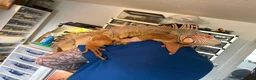 Iguana reptiles for sale: 7 year old male red iguana  - Advert 1