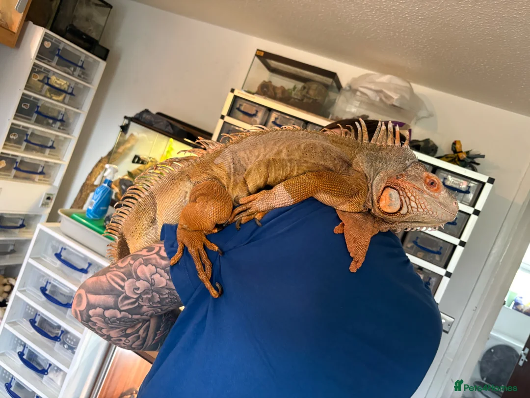 Iguana reptiles for sale: 7 year old male red iguana  - Advert 1