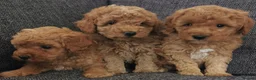 Toy Poodle dogs for sale: Quality KC Genetically health tested toy poodles  - Advert 9