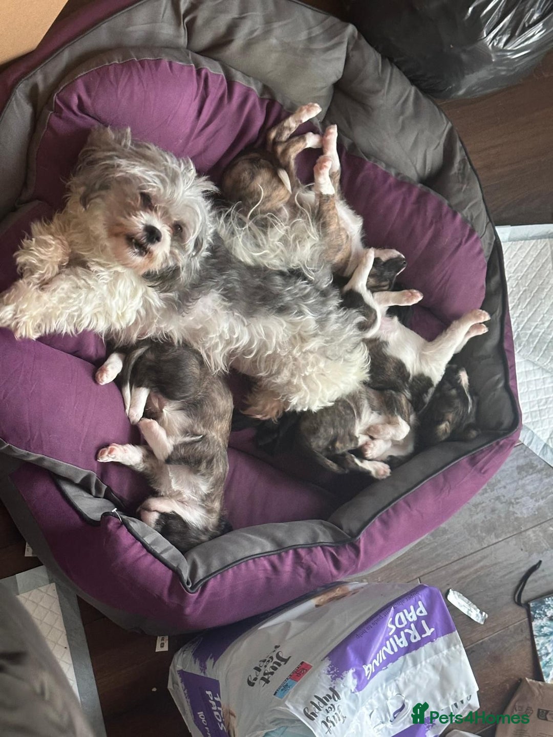 Mixed Breed dogs for sale: Italian Tzu puppies - Advert 13