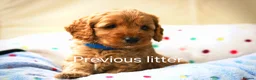 Cockapoo dogs for sale: Red cockapoo puppies expected - Advert 3