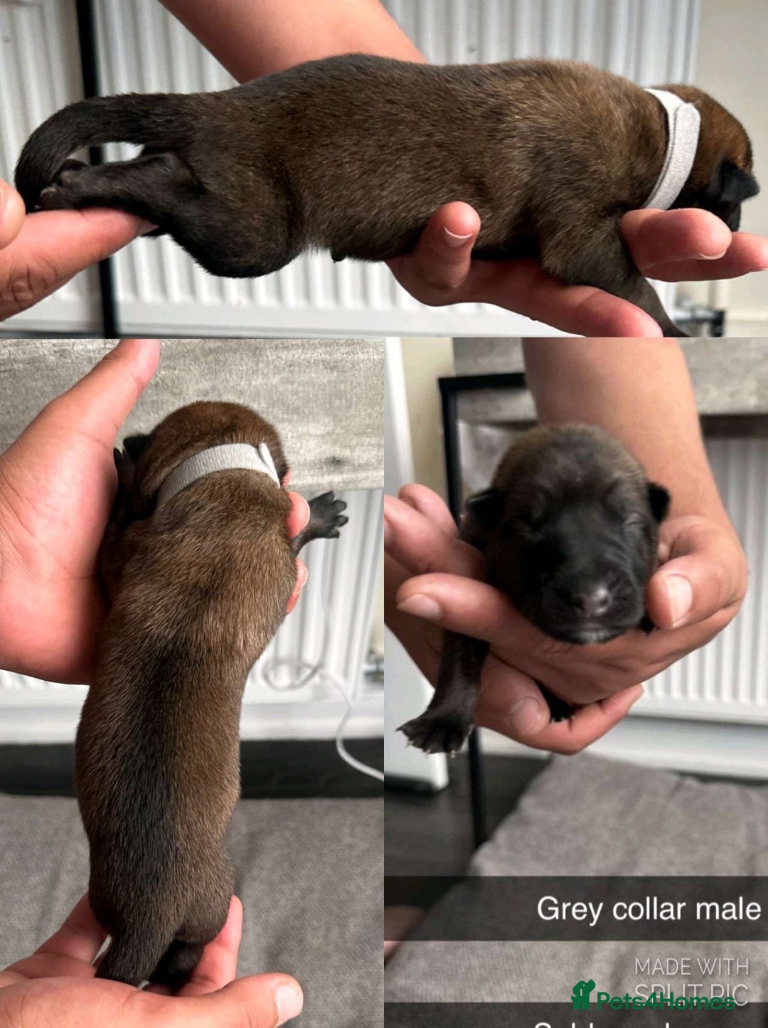 Belgian Shepherd Dog dogs for sale: JOKERLampak9🔥Narla VVk9🔥 belgian Malinois puppys - Image 9