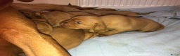 Hungarian Vizsla dogs for sale: Playfull and cheeky hungarian vizsla puppies  - Advert 3