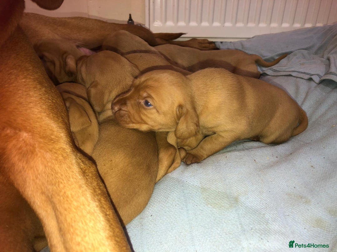 Hungarian Vizsla dogs for sale: Playfull and cheeky hungarian vizsla puppies  - Advert 3