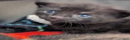 Mixed Breed cats for sale: Mixed Maine Coon Kittens  - Advert 25