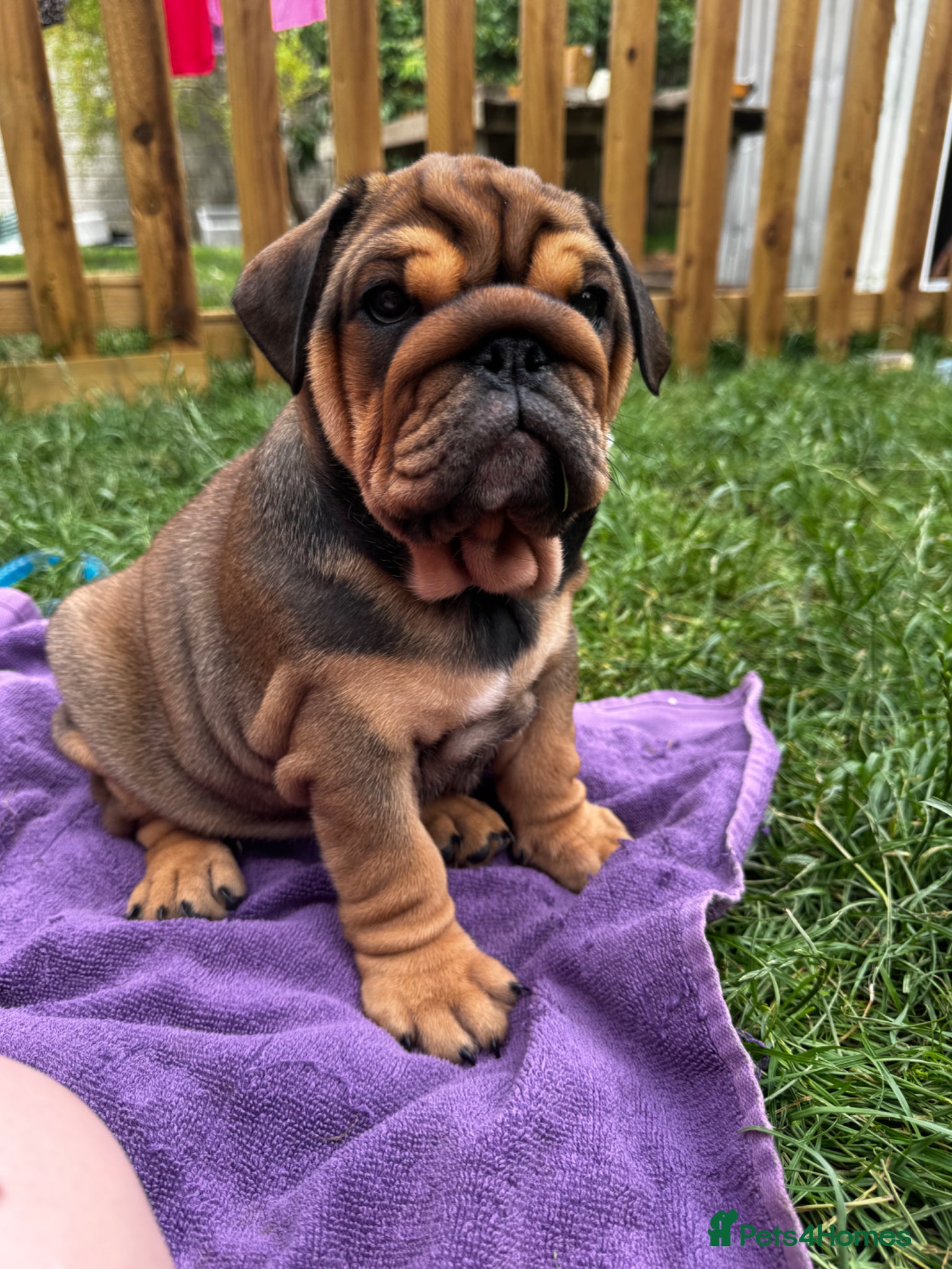 English Bulldog dogs 7 beautiful English Bulldog puppies 🐶  - Advert 6
