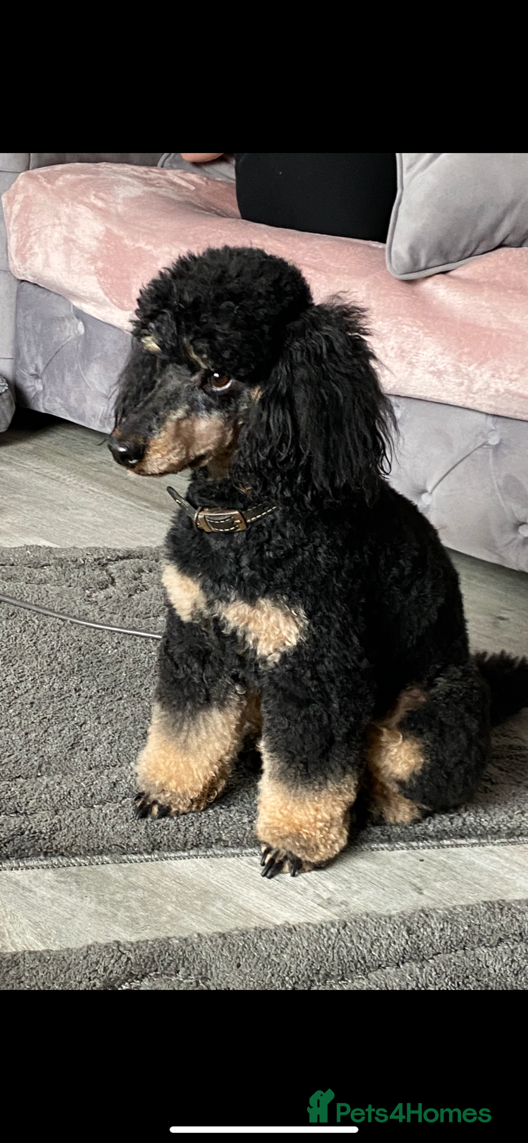 Miniature Poodle dogs for stud: Phantom miniature poodle STUD  - Advert 3