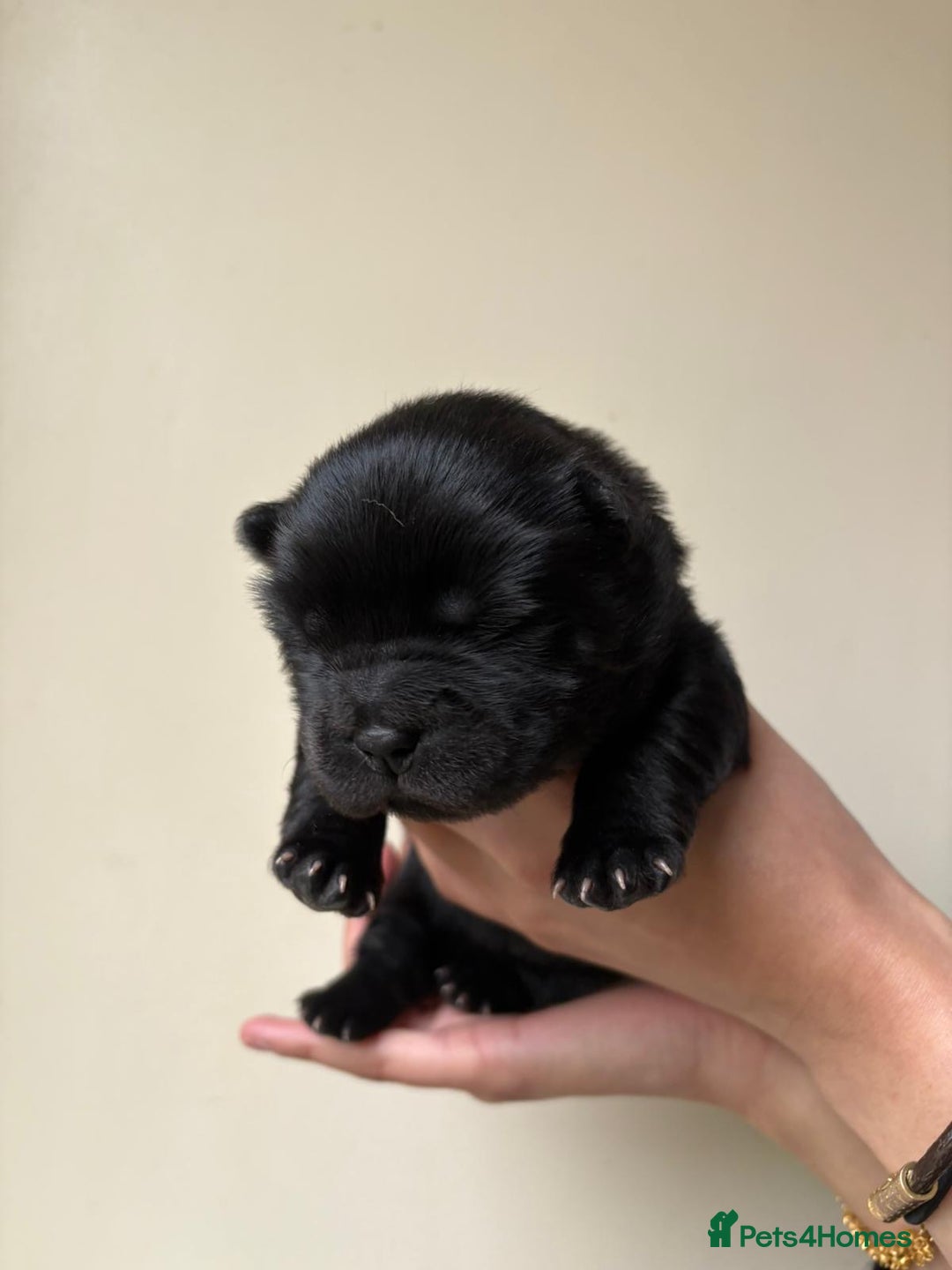Chow Chow dogs for sale: Beautiful Black and Blue Chow Chow 🖤💙 - Advert 14