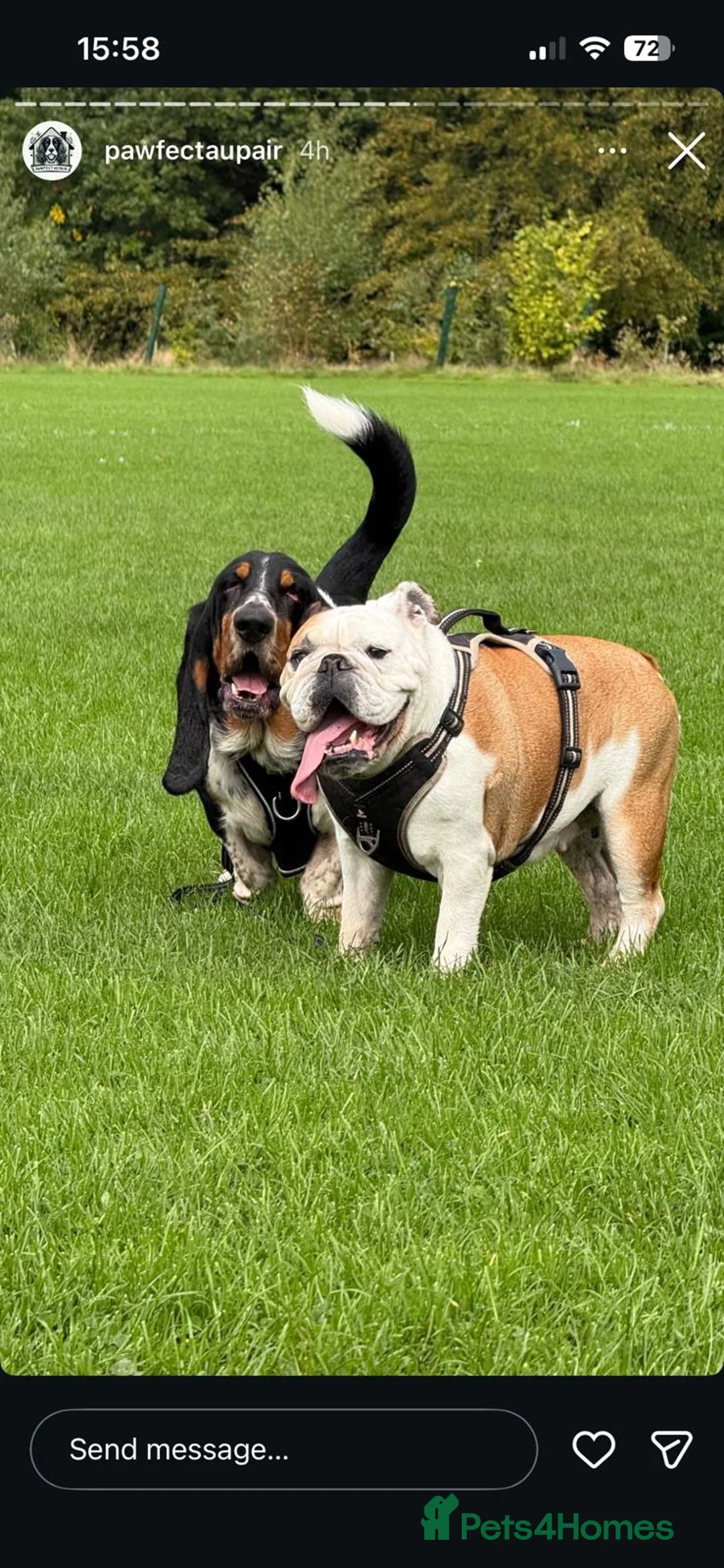 Basset Hound dogs for stud: Basset Hound For Stud  in Bolton - Advert 2