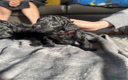Cockapoo dogs for sale: Gorgeous F1B cockapoo  - Image 16