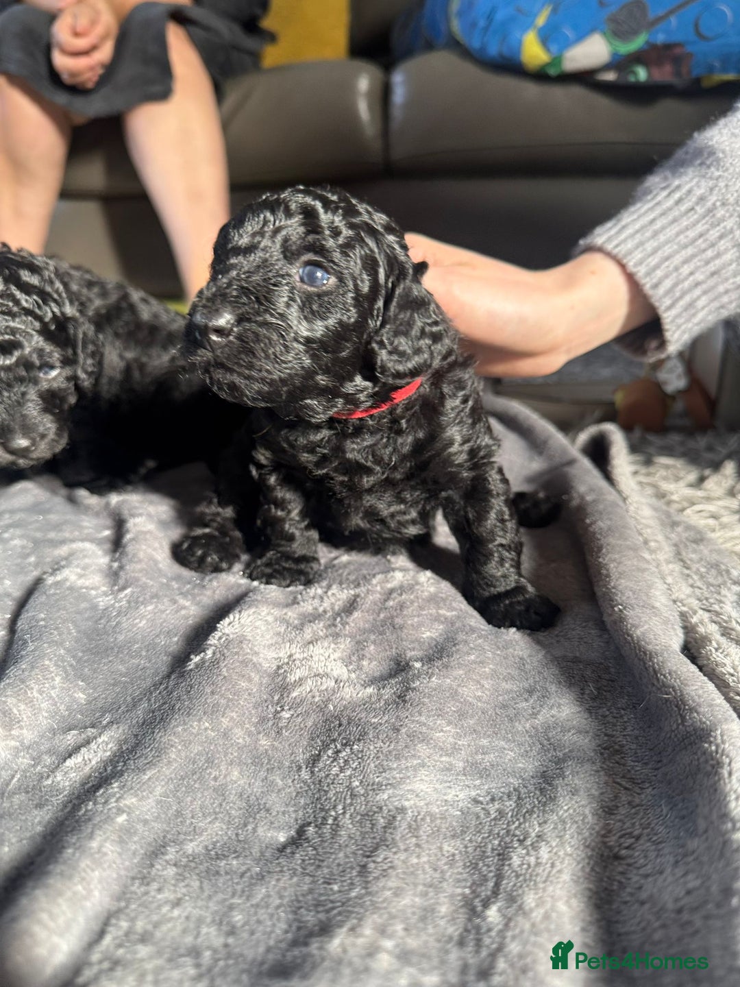 Cockapoo dogs for sale: Gorgeous F1B cockapoo  - Image 16
