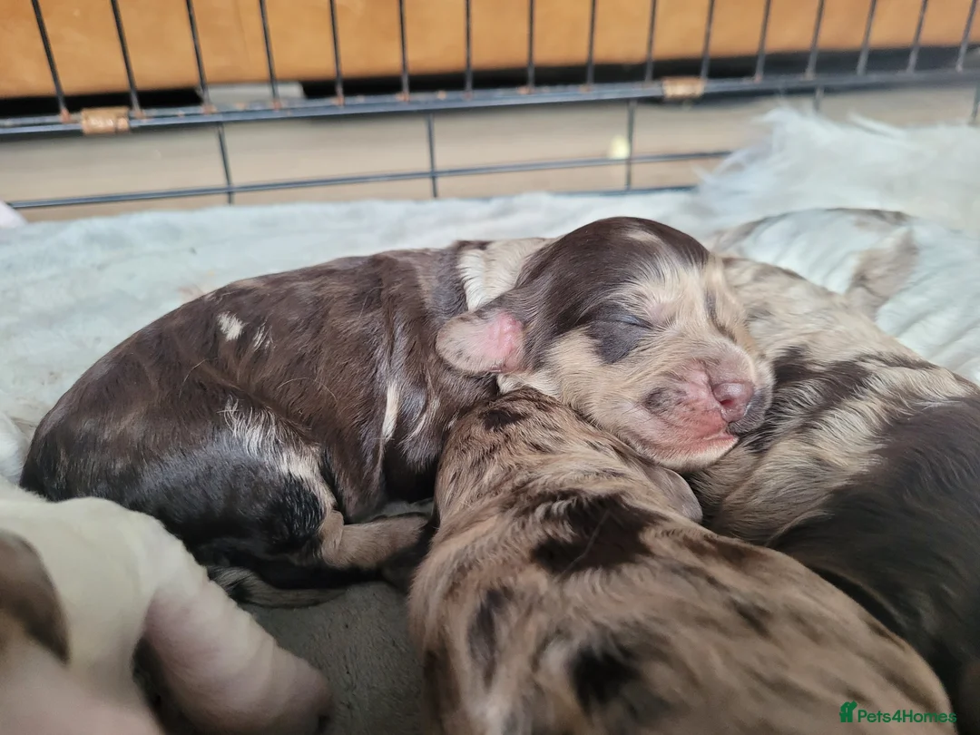 Miniature Poodle dogs for stud: Chocolate Merle Miniature Poodle for stud in Warrington - Advert 20