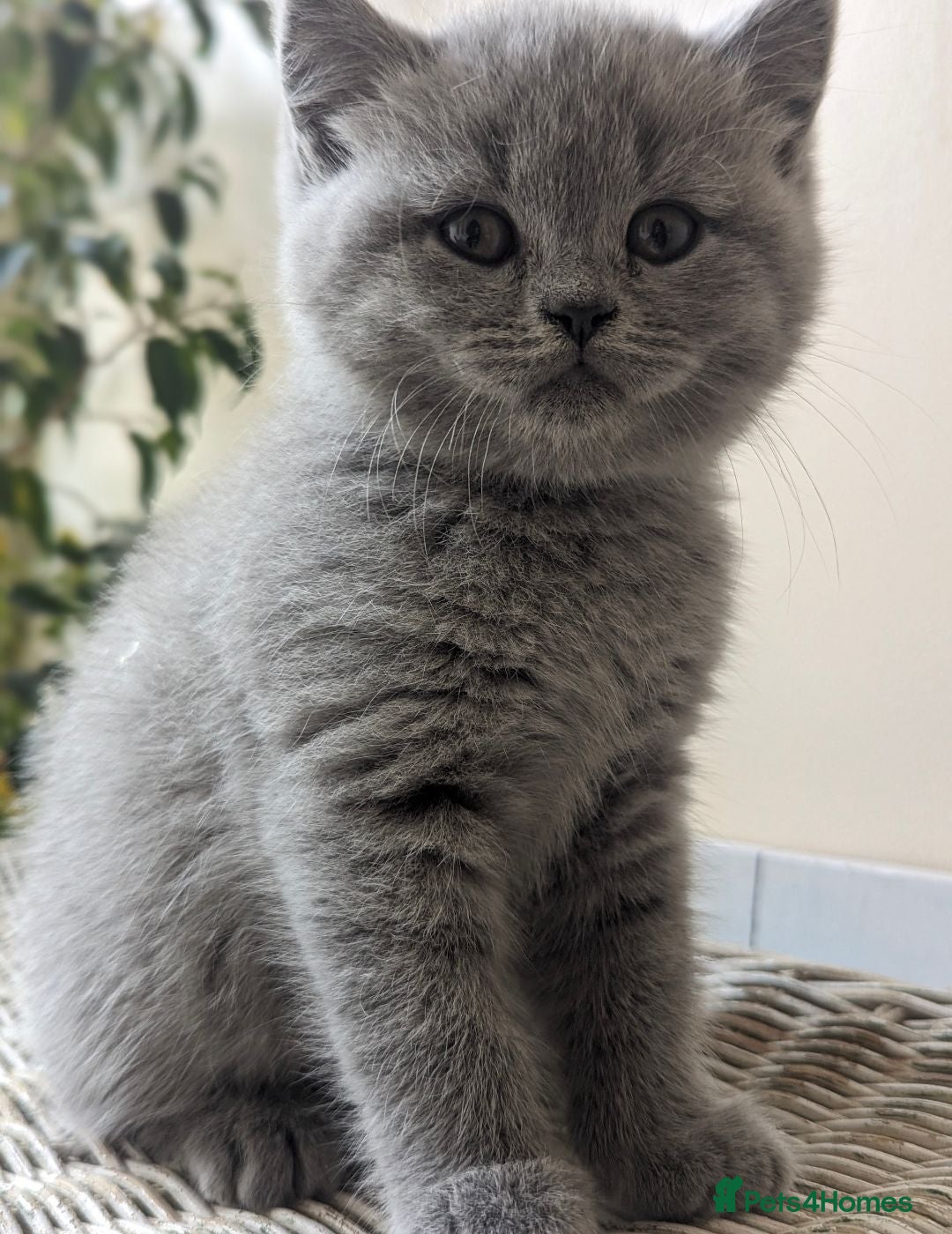 British Shorthair cats Boy and girl available- parents Pedigree  - Advert 7