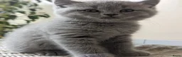 British Shorthair cats for sale: Boy and girl available- parents Pedigree  - Advert 1