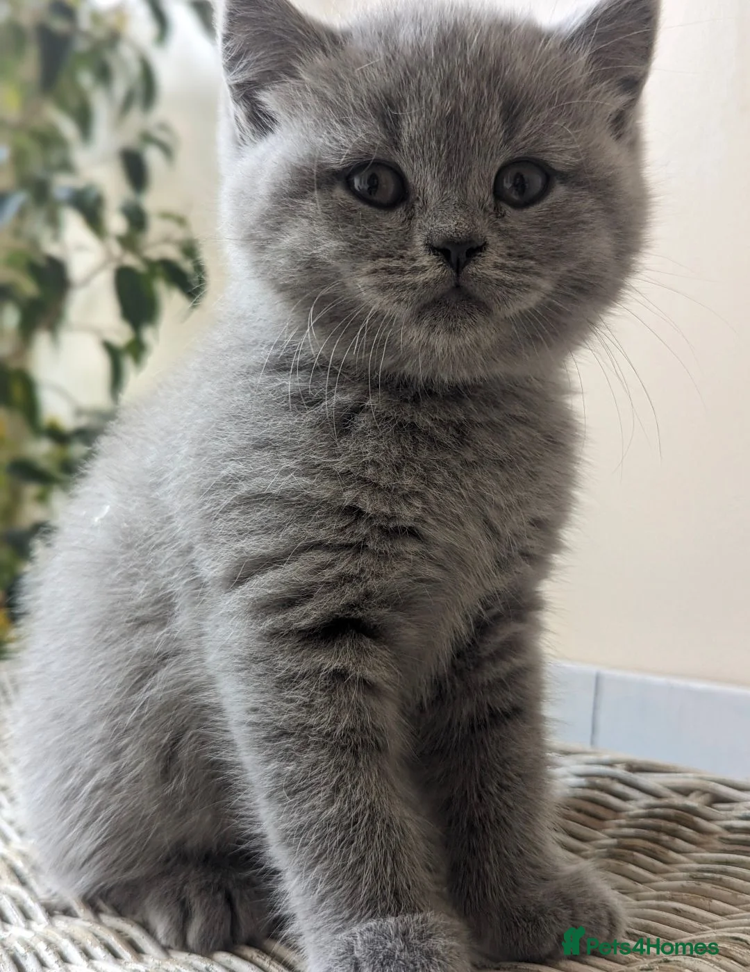 British Shorthair cats for sale: Boy and girl available- parents Pedigree  - Advert 1