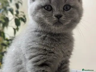 British Shorthair cats Boy and girl available- parents Pedigree - Advert 6