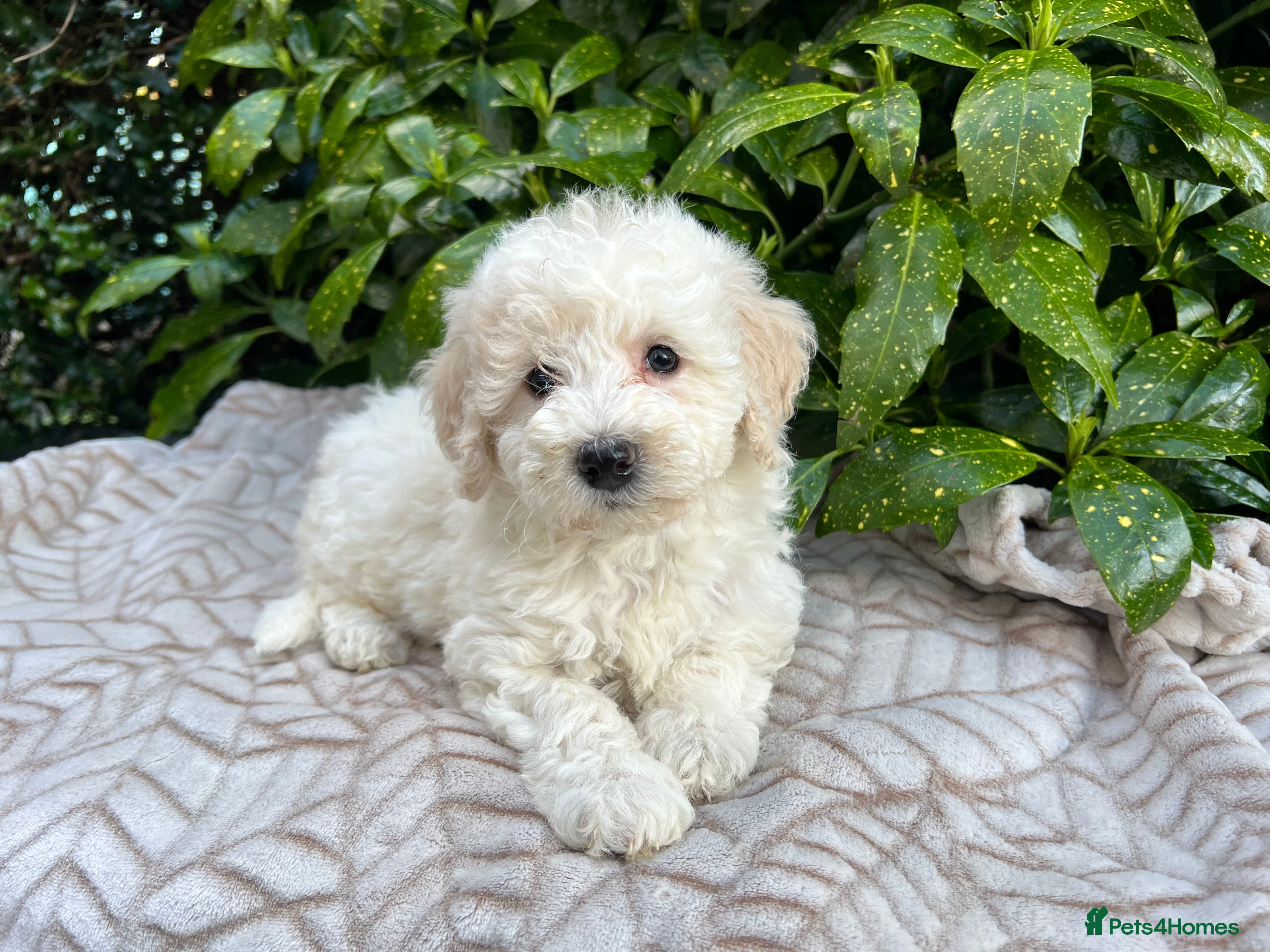 Bordoodle dogs F1b Bordoodle, extensive genetic test clear  - Advert 17