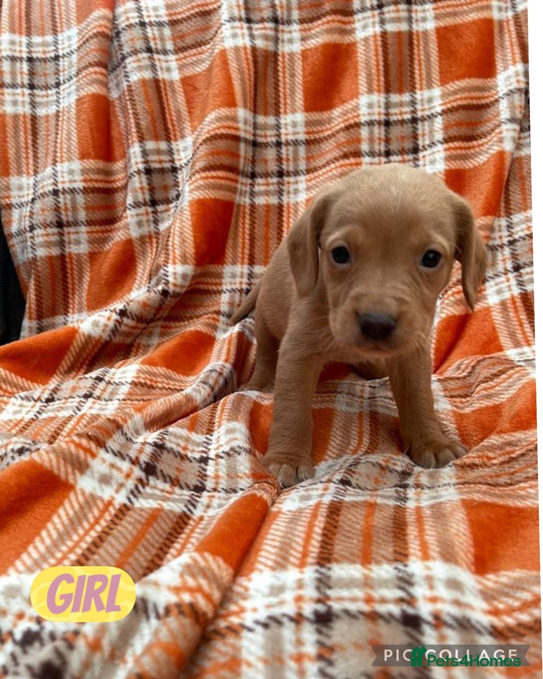 Cockerdor dogs for sale: Fox red Cockerdor pups - Advert 4