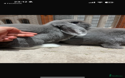 English Lop rabbits for sale: 2 female Beautiful rabbits for sale mini lops - Image 8