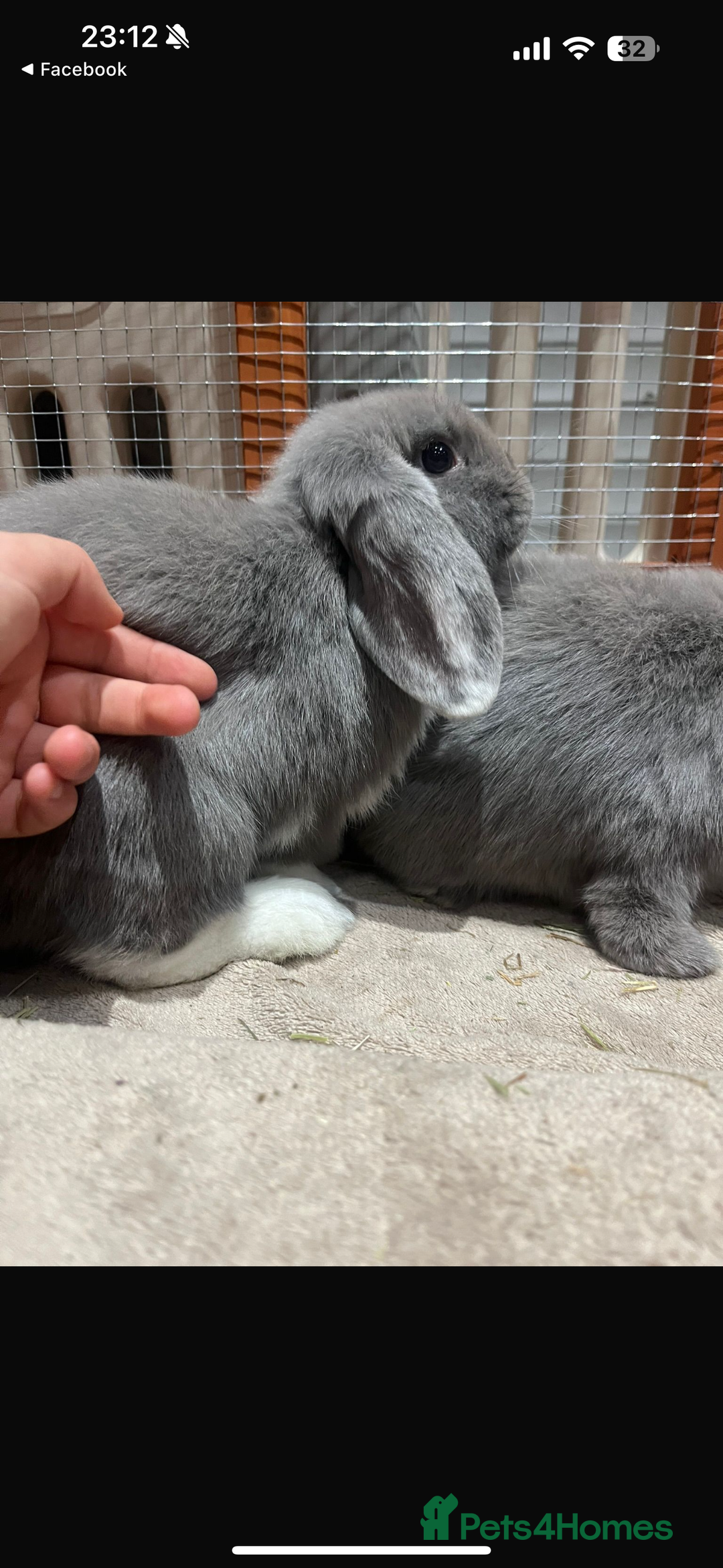 English Lop rabbits for sale: 2 female Beautiful rabbits for sale mini lops - Image 8