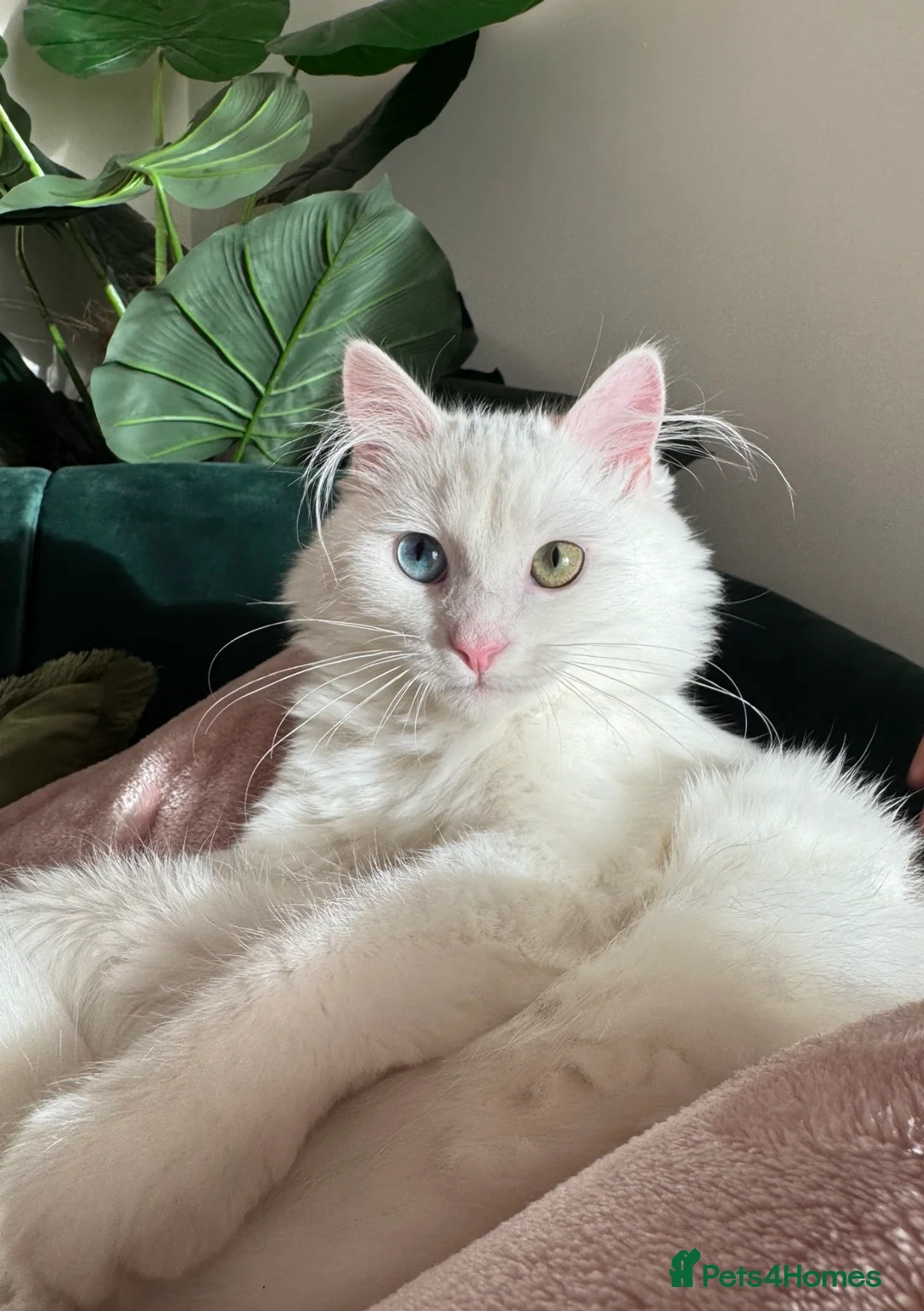 Turkish Angora cats for sale: 6 month white  Turkish angora male- vaccinated in Wigan - Advert 2