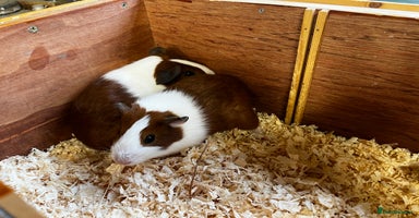 Guinea Pig rodents - Advert 12