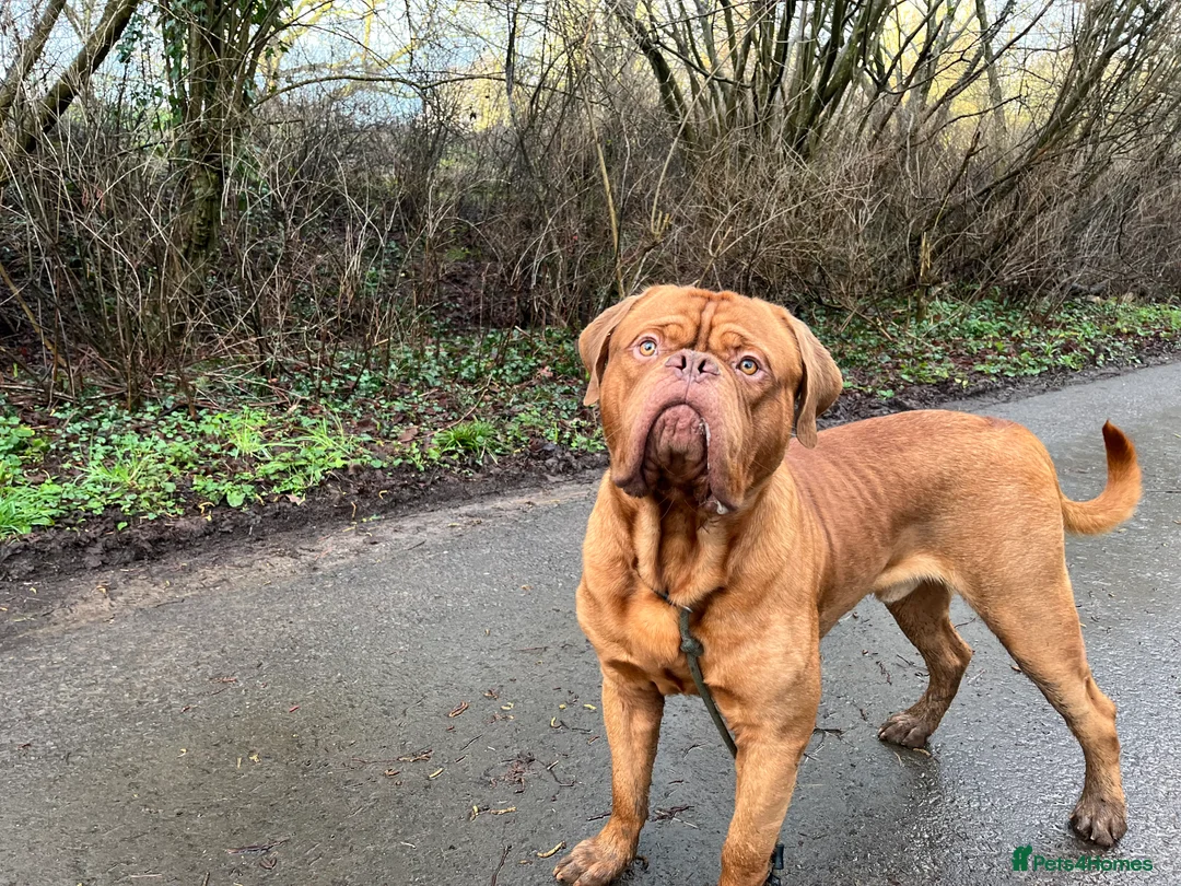 Dogue De Bordeaux dogs for stud: Elite KC lines ! Available for Stud  - Advert 2