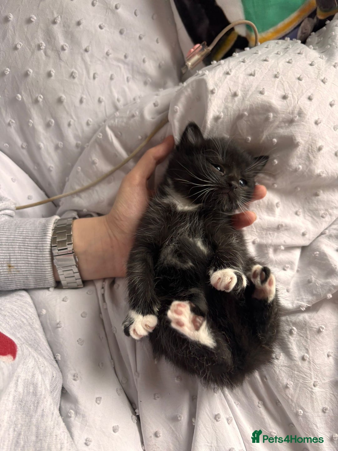 Mixed Breed cats for sale: Beautiful male black and white kitten - Image 1