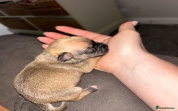 Chihuahua dogs for sale: Chihuahua Pup for Sale - Image 9