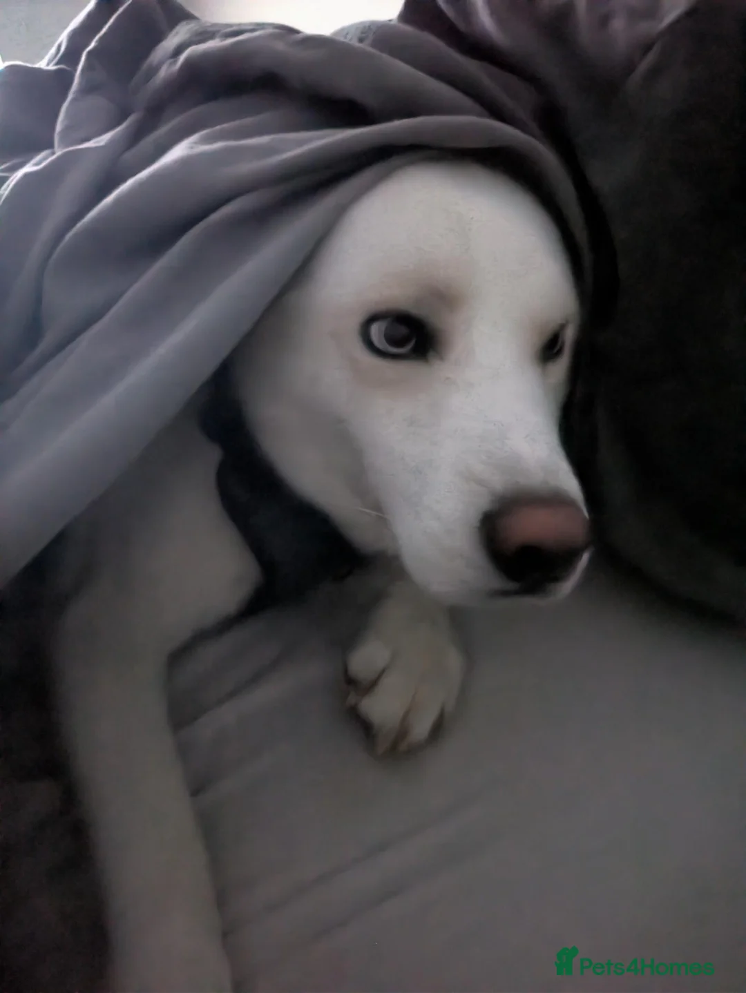Siberian Husky dogs for sale: The Beautiful Ghost in Dunfermline - Advert 2