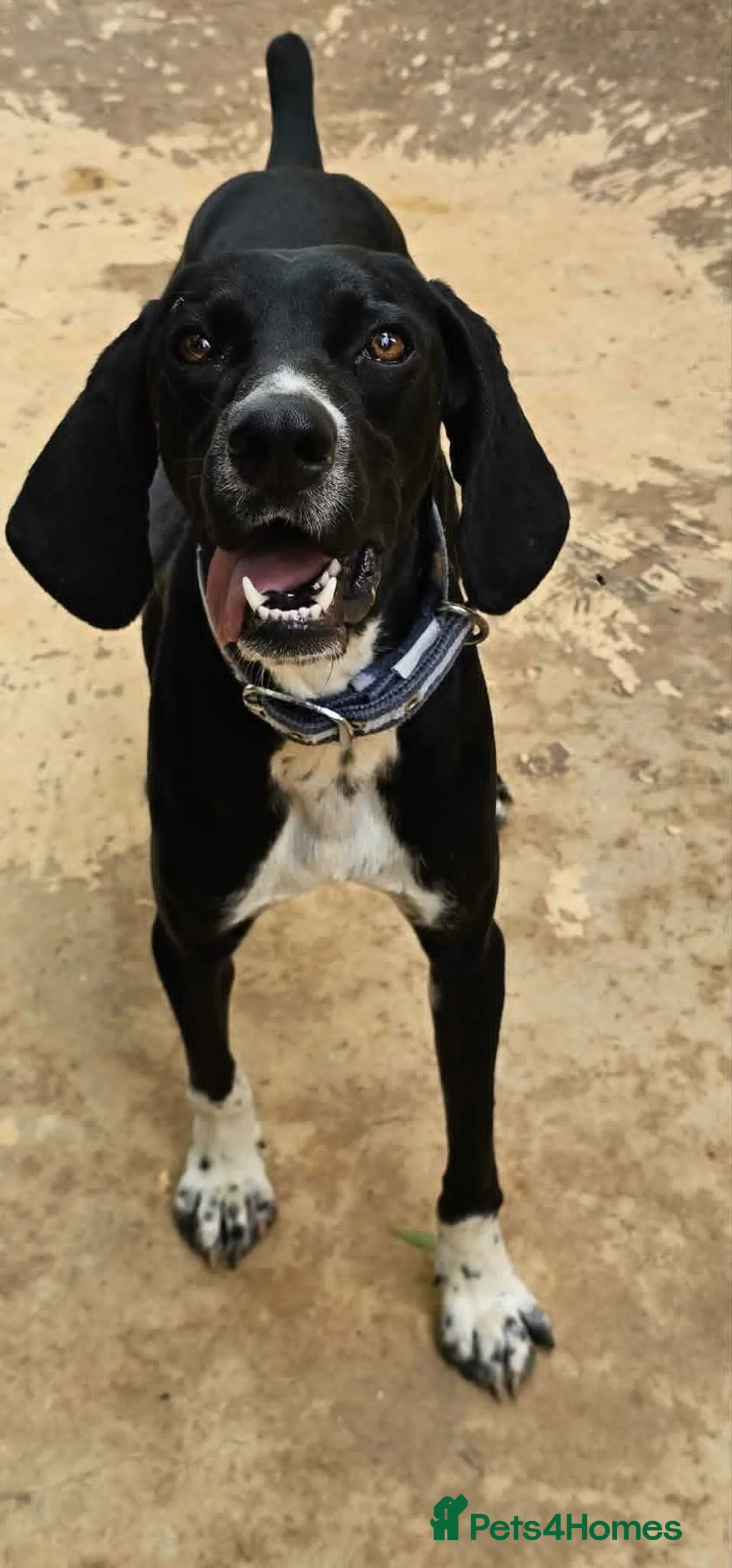 Pointer dogs for adoption: Bolt is desperate for hi forever home  in Machynlleth - Advert 2