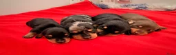 Miniature Dachshund dogs for sale: Licensed. Min smooth, kc/pra clear ready 25/5  - Advert 19