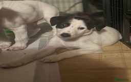Mixed Breed dogs for sale: Lurcher x wiggy pups - Image 6