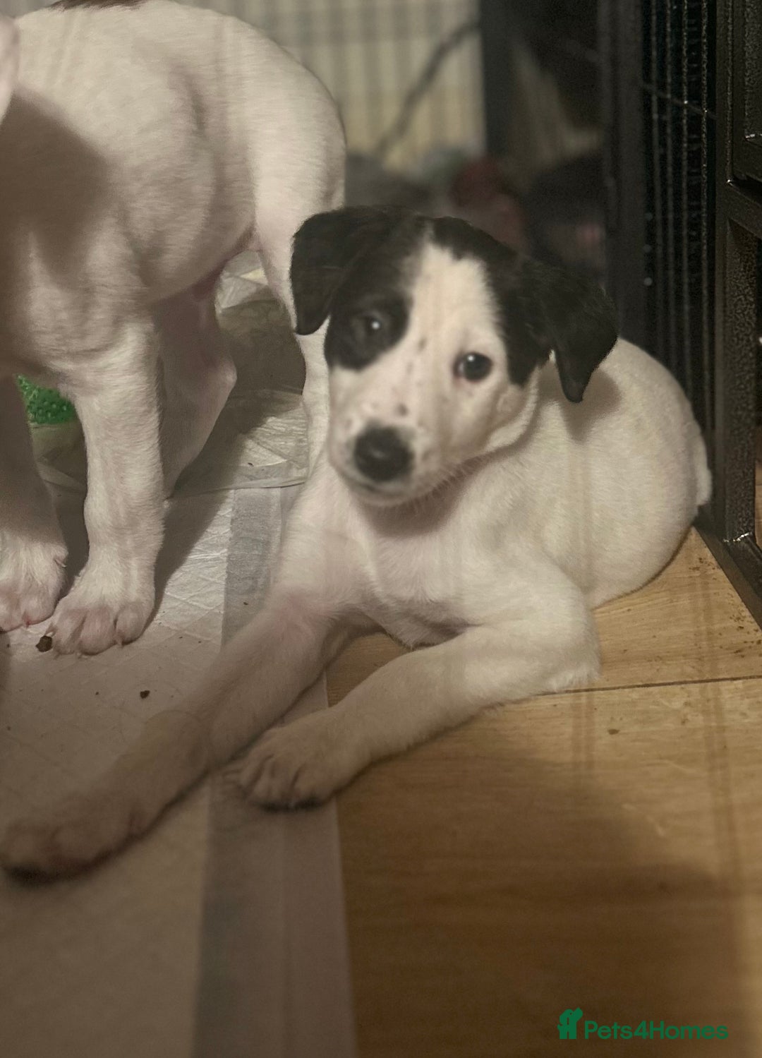 Mixed Breed dogs for sale: Lurcher x wiggy pups - Image 6