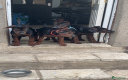 Mixed Breed dogs for sale: Laizhou Hong (Chinese red dog) puppies  in Rotherham - Image 20