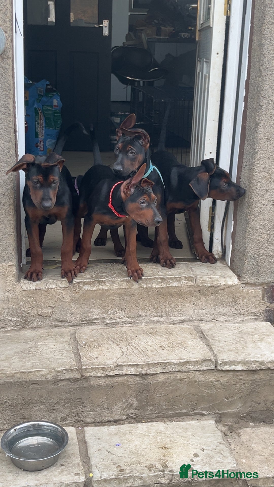 Mixed Breed dogs for sale: Laizhou Hong (Chinese red dog) puppies  in Rotherham - Image 20
