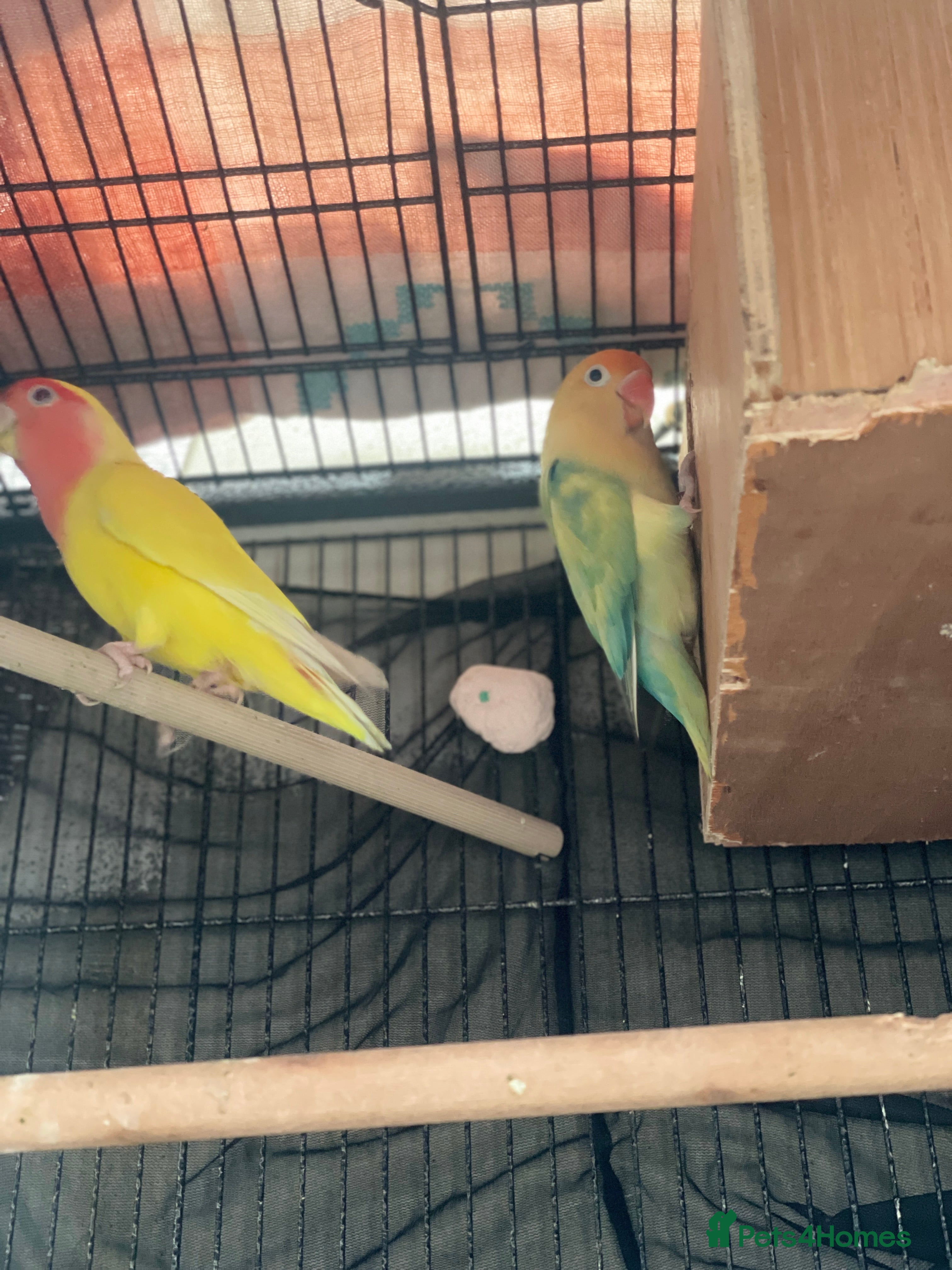 Mixed Breed birds Love birds and cockatiels Next - Advert 2