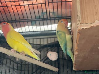 Mixed Breed birds Love birds and cockatiels Next - Advert 4